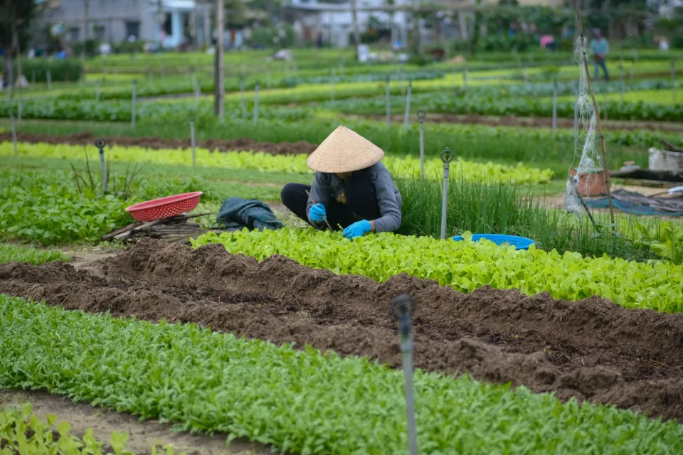 Vườn rau của Nông Sản Việt